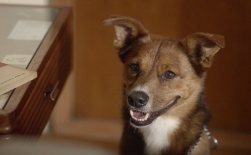 O homem e o c&atilde;o