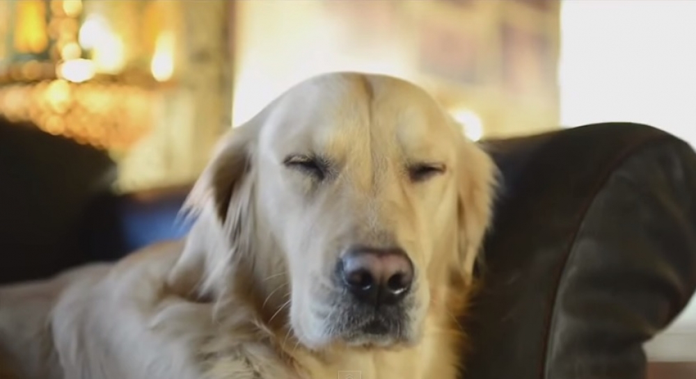 K9FM: Essa r&aacute;dio &eacute; pra cachorro