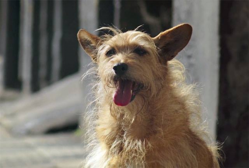 Pulguento conta sua hist&oacute;ria 